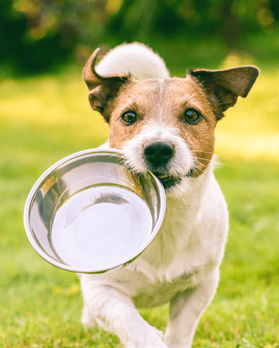 Dog running with a bowl in its mouth.