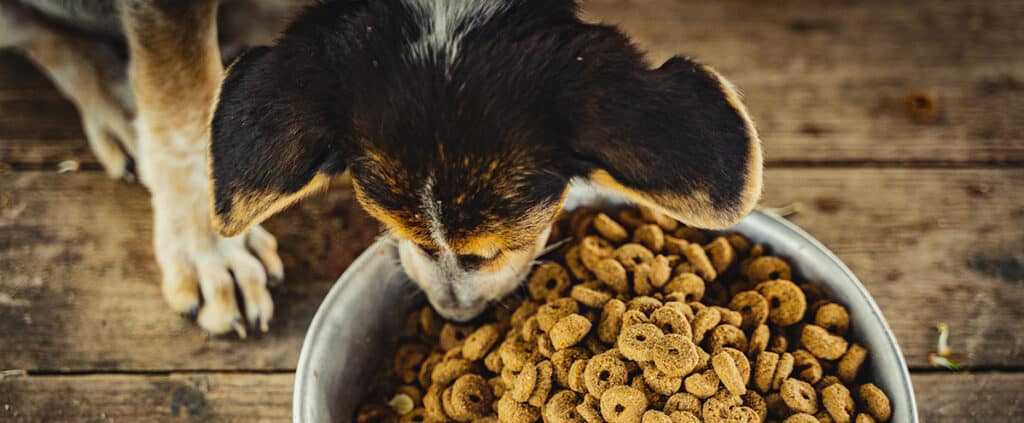 How Food Safety Regulations Shape Equipment Decisions in Animal Food Manufacturing